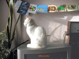 cat sitting on a TV